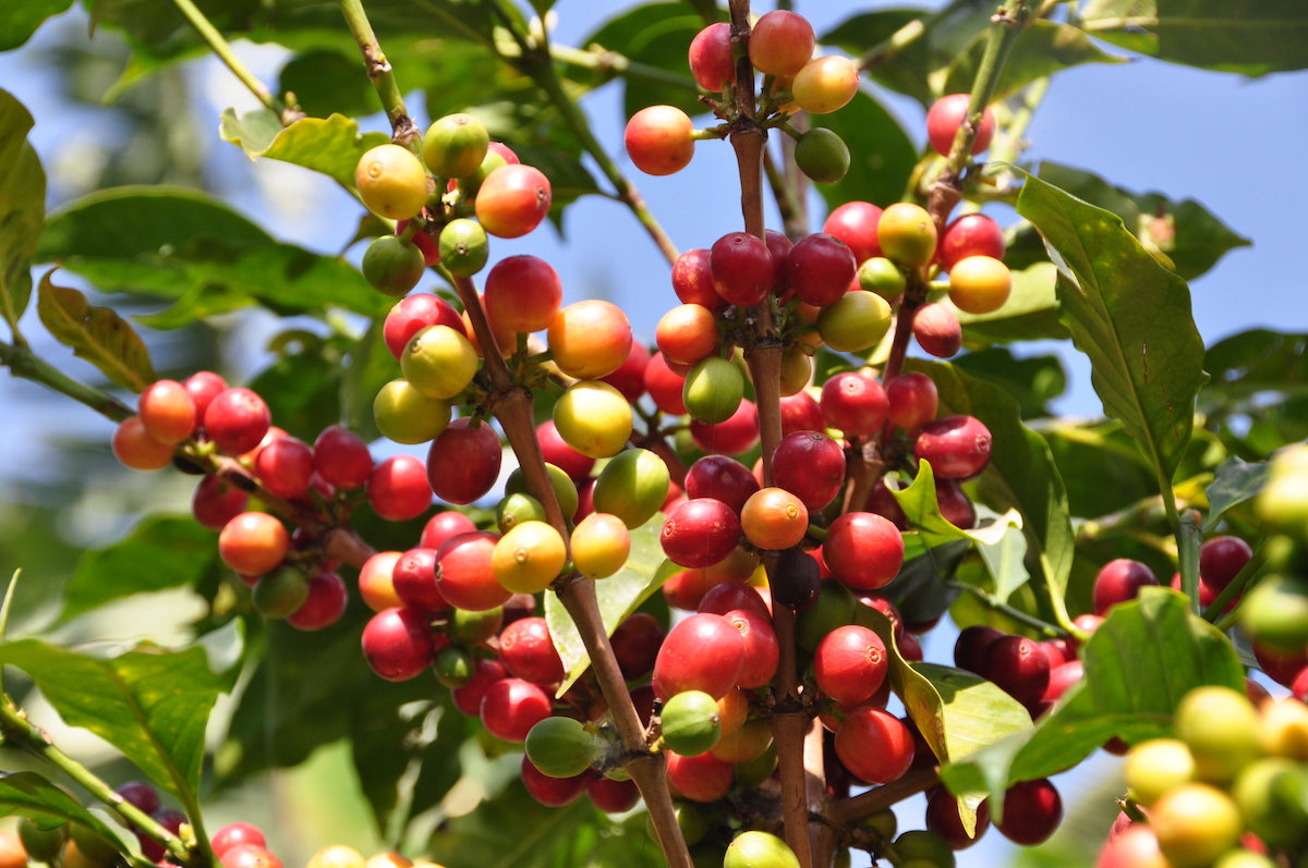 Copy_of_4_Red_Cherries_c492a433-40fa-40f9-bf5d-5e27bab55151.jpg